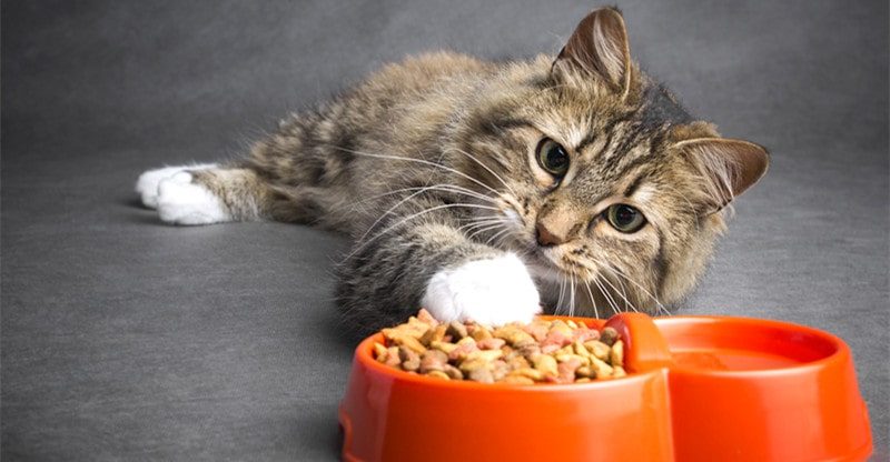 Why Ziwi Peak Cat Meals May Be an Wonderful Selection for Your Fluffball