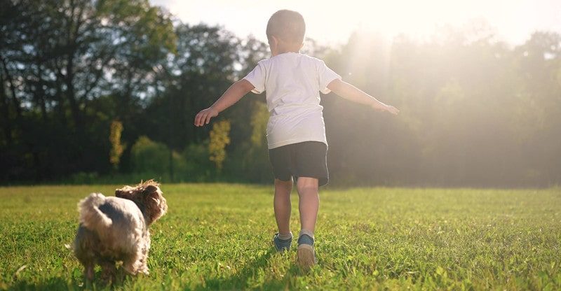 Why Pets are Nice for Educating Youngsters about Accountability