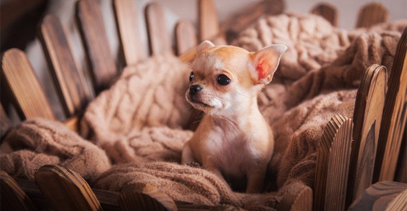 How To Stop My Chihuahua From Shedding?