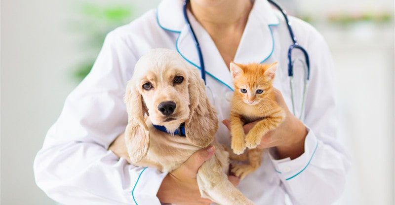 The Animal Clinic’s Ardour for Enhancing the Lives of Animals