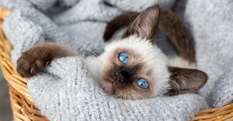 5 Enjoyable Information About Siamese Cats