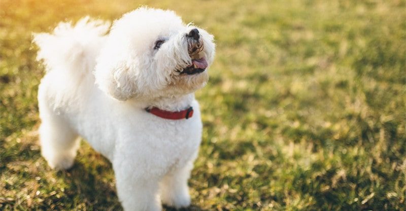 What Canine Breed Is The Finest For First-Time Homeowners