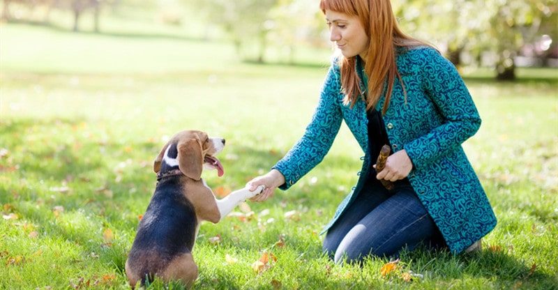 5 Canine Breeds That Are Straightforward To Practice