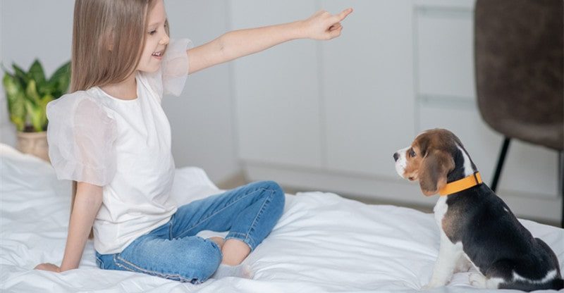 Pet Coaching 101: Sensible Ideas To Prepare Your New Pet