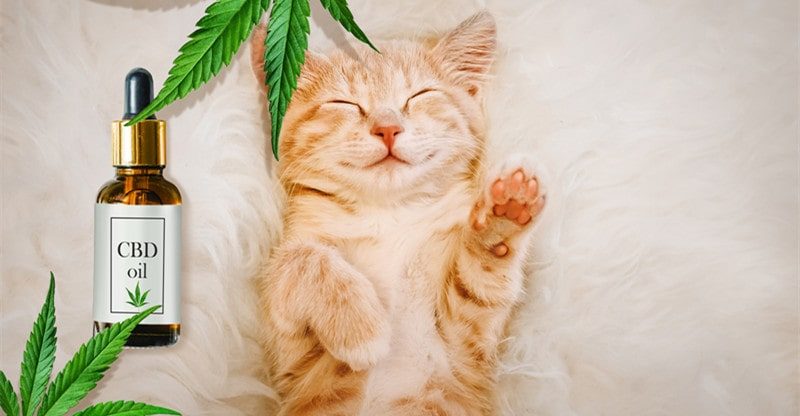 From Scratch to Snuggles: How CBD Oil Enhances Your Cat’s High quality of Life