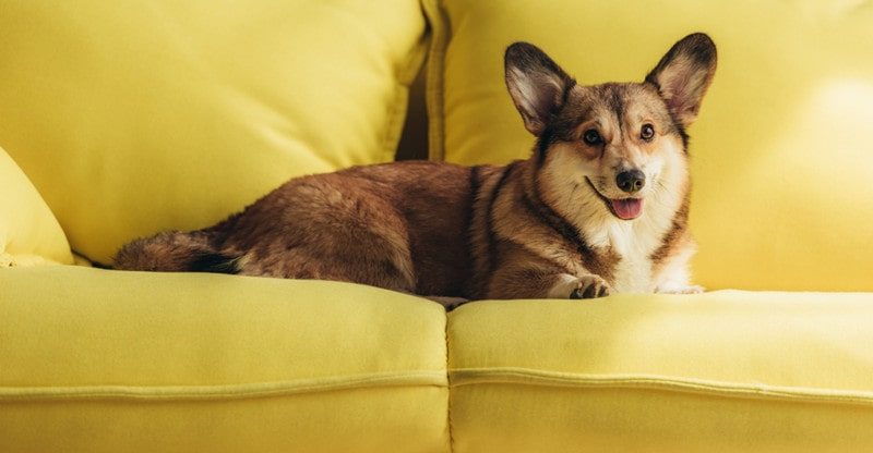 Bringing A New Canine To Dwelling? 5 Objects You Should Have