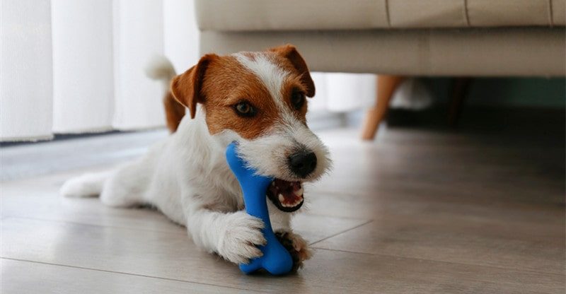 5 Chew Snacks to Hold Your Canine Busy